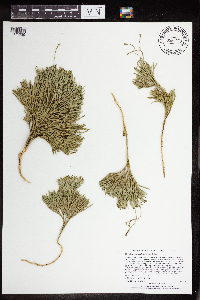 Diphasiastrum tristachyum image