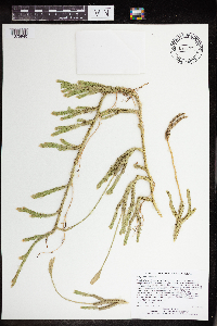 Thumbnail image of current specimen