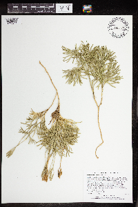 Diphasiastrum complanatum image