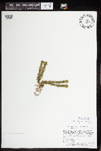 Huperzia x buttersii image