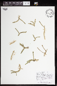 Lycopodiella inundata image
