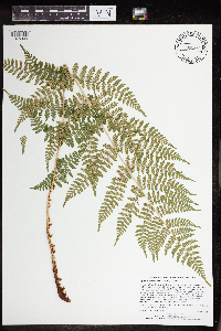 Dryopteris intermedia image