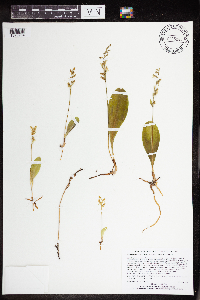 Media resource of Platanthera obtusata