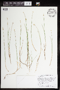 Carex pauciflora image