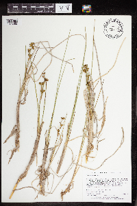 Scheuchzeria palustris image