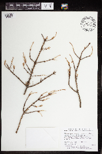 Arceuthobium pusillum image