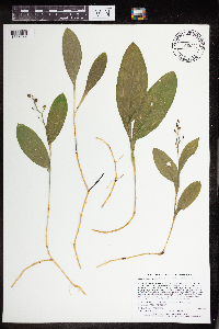 Maianthemum trifolium image