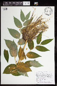 Streptopus amplexifolius image