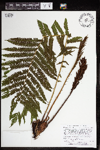 Matteuccia struthiopteris image