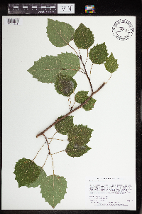 Populus grandidentata image