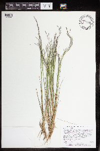 Media resource of Agrostis scabra