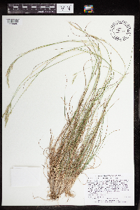 Danthonia spicata image