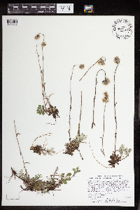 Antennaria howellii subsp. petaloidea image