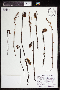 Monotropa hypopitys image