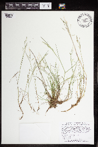 Torreyochloa pallida var. fernaldii image
