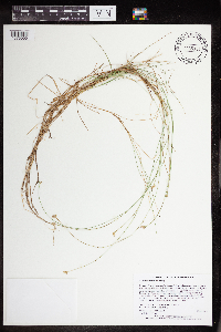 Carex tenuiflora image