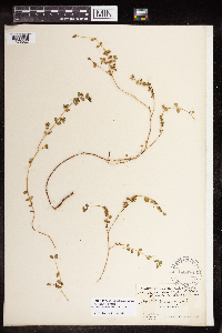 Euphorbia serpillifolia image