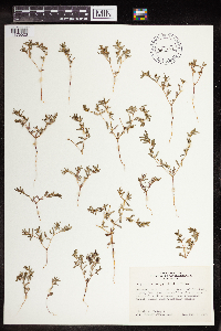 Euphorbia serpillifolia image