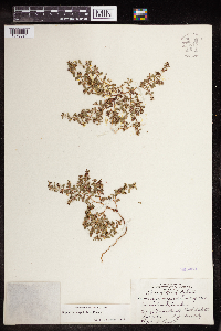 Euphorbia serpillifolia image