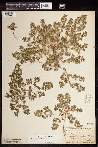 Euphorbia serpillifolia image