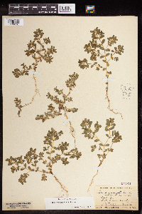 Euphorbia serpillifolia image
