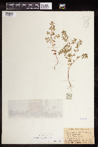 Euphorbia serpillifolia image