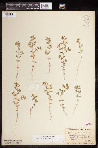 Euphorbia serpillifolia image