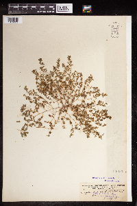 Euphorbia serpillifolia image