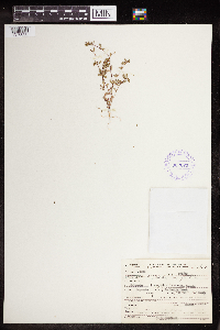 Euphorbia serpillifolia image