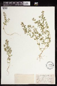 Euphorbia serpillifolia image