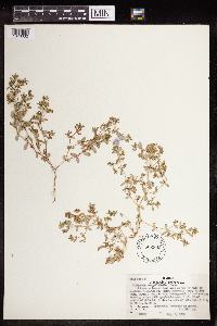 Euphorbia serpillifolia image
