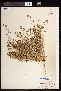 Euphorbia serpillifolia image