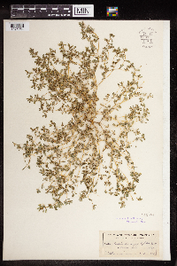 Euphorbia serpillifolia image