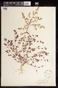Euphorbia serpillifolia image