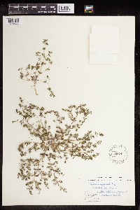 Euphorbia serpillifolia image