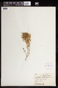 Euphorbia serpillifolia image