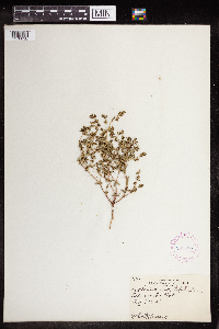 Euphorbia serpillifolia image
