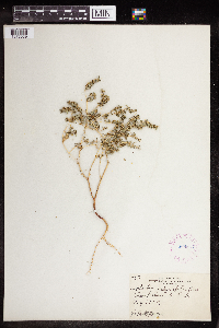 Euphorbia serpillifolia image