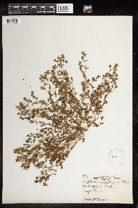 Euphorbia serpillifolia image