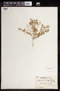 Euphorbia serpillifolia image