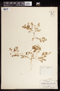 Euphorbia serpillifolia image