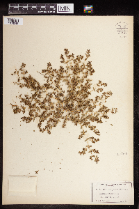 Euphorbia serpillifolia image