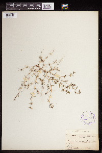 Euphorbia serpillifolia image
