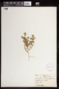 Euphorbia serpillifolia image