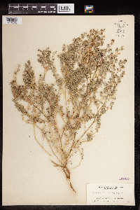 Euphorbia serpillifolia image