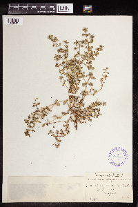 Euphorbia serpillifolia image