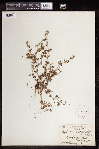 Euphorbia serpillifolia image