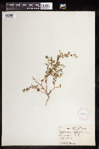 Euphorbia serpillifolia image