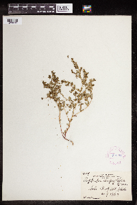 Euphorbia serpillifolia image