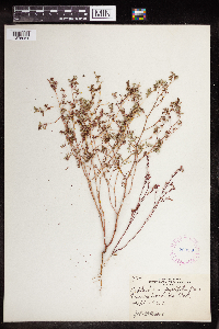 Euphorbia serpillifolia image